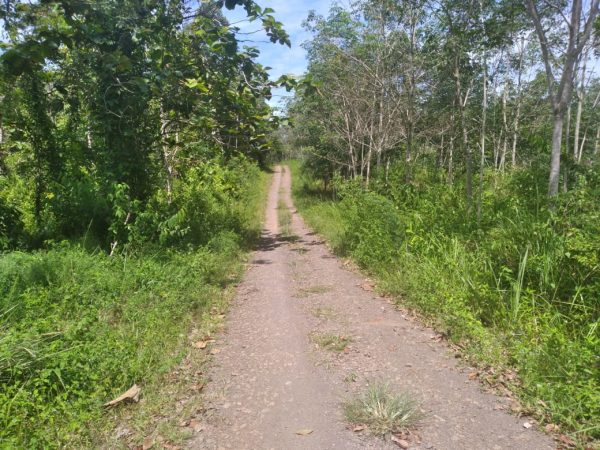Tanah Kosong Mantap ! jalan Poros Kalangan Rebo Tembus Diknas, Pemda dan RM Siang Malam